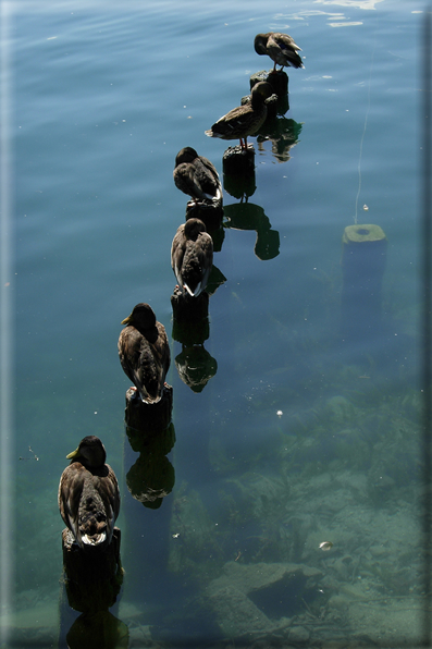 foto Lago di Bled